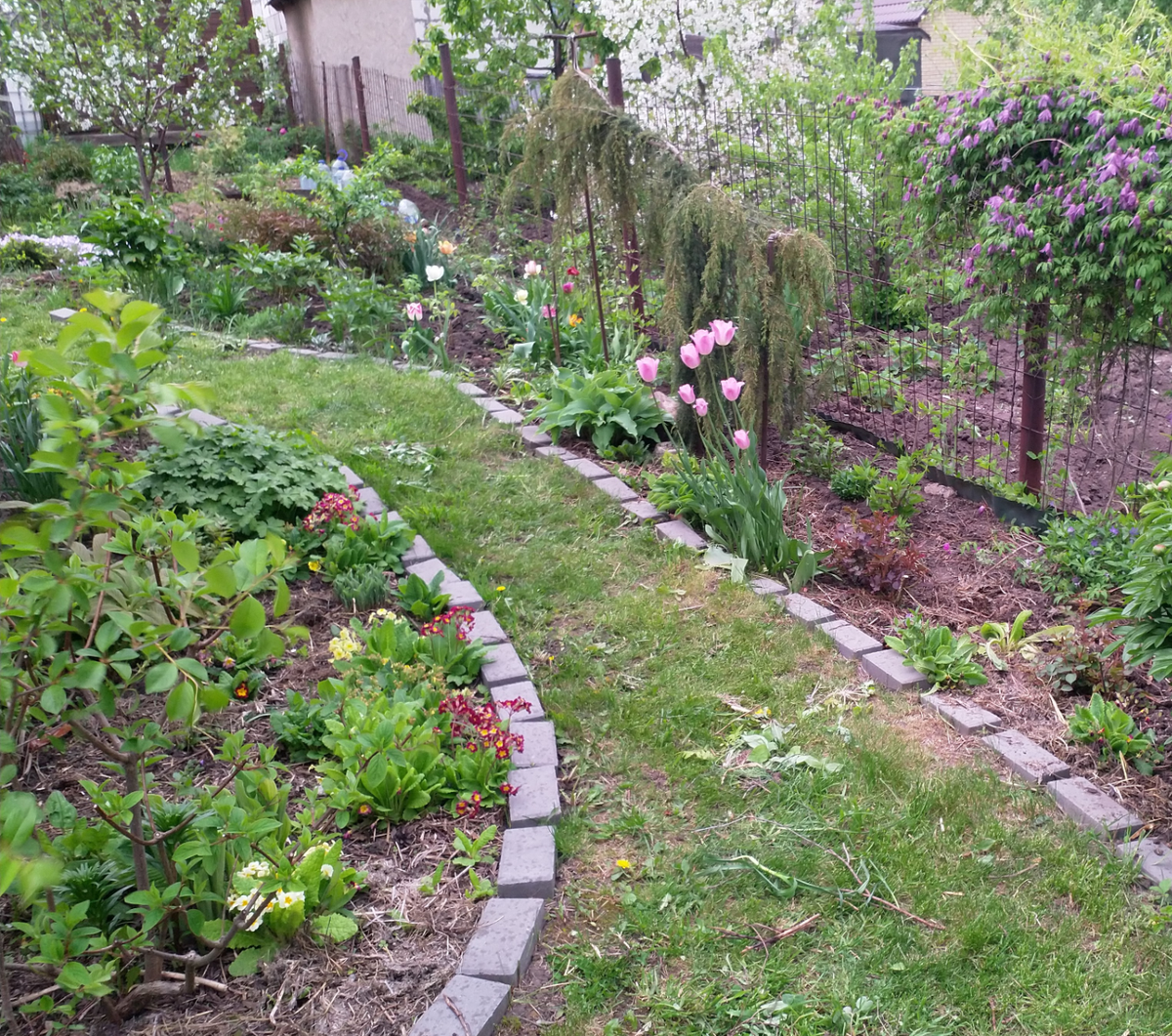 В левом верхнем углу Шоколадница, а за Хорстманном соседская вишня. Почувствуйте разницу, как говорится. 