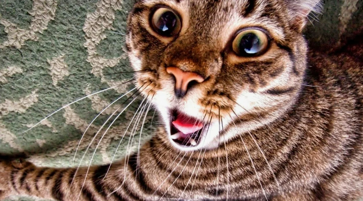 - Ты, человек, меня воспитывать собрался? Ахахаха