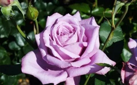 Фото из свободного источника