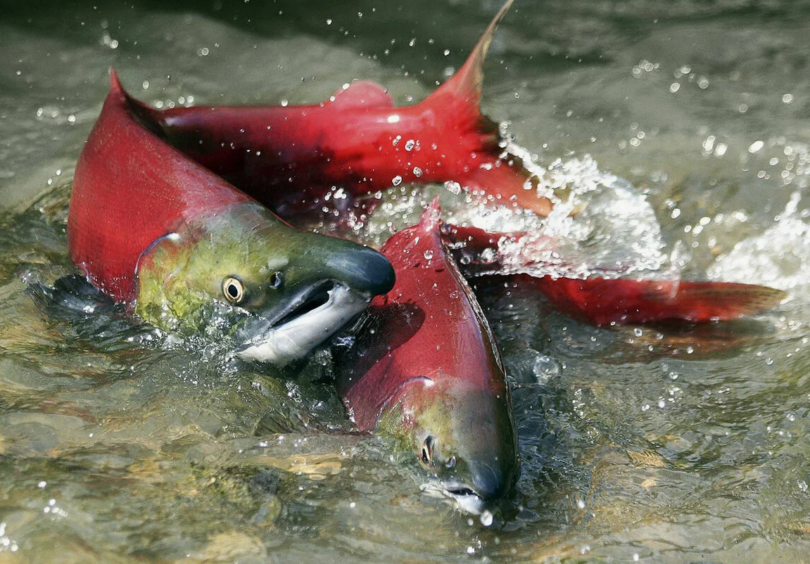 Многие рыбы меняют окраску в период нереста. Лососи, например, приобретают яркие красные или розовые тона, а у самцов горбуши вырастает характерный горб.
