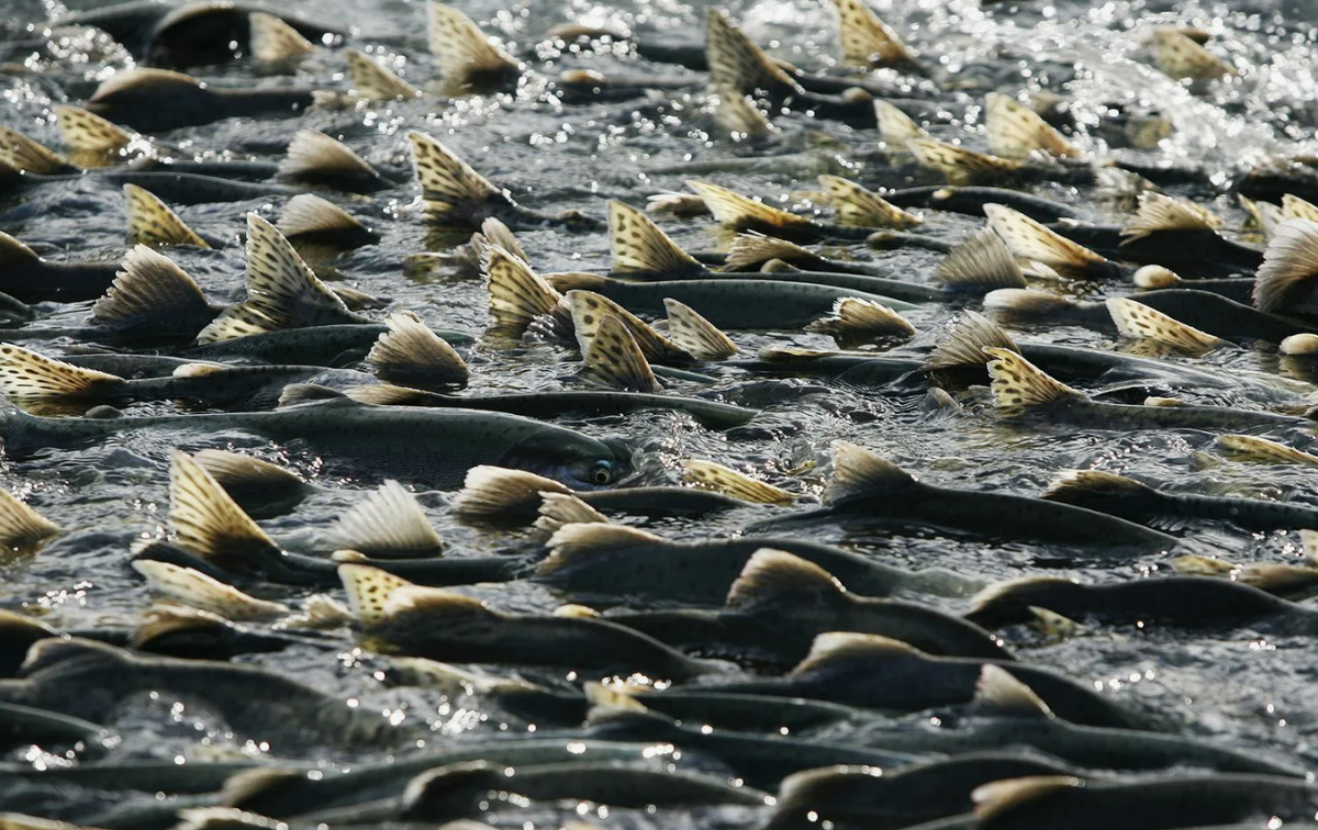 Некоторые виды, такие как нерка, проводят первые годы жизни в реках, прежде чем отправиться в море. Это позволяет им вырасти в более безопасной среде, вдали от хищников.