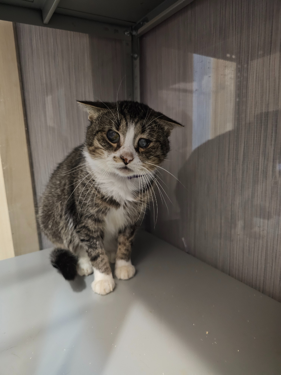 Фото автора. Арашик.