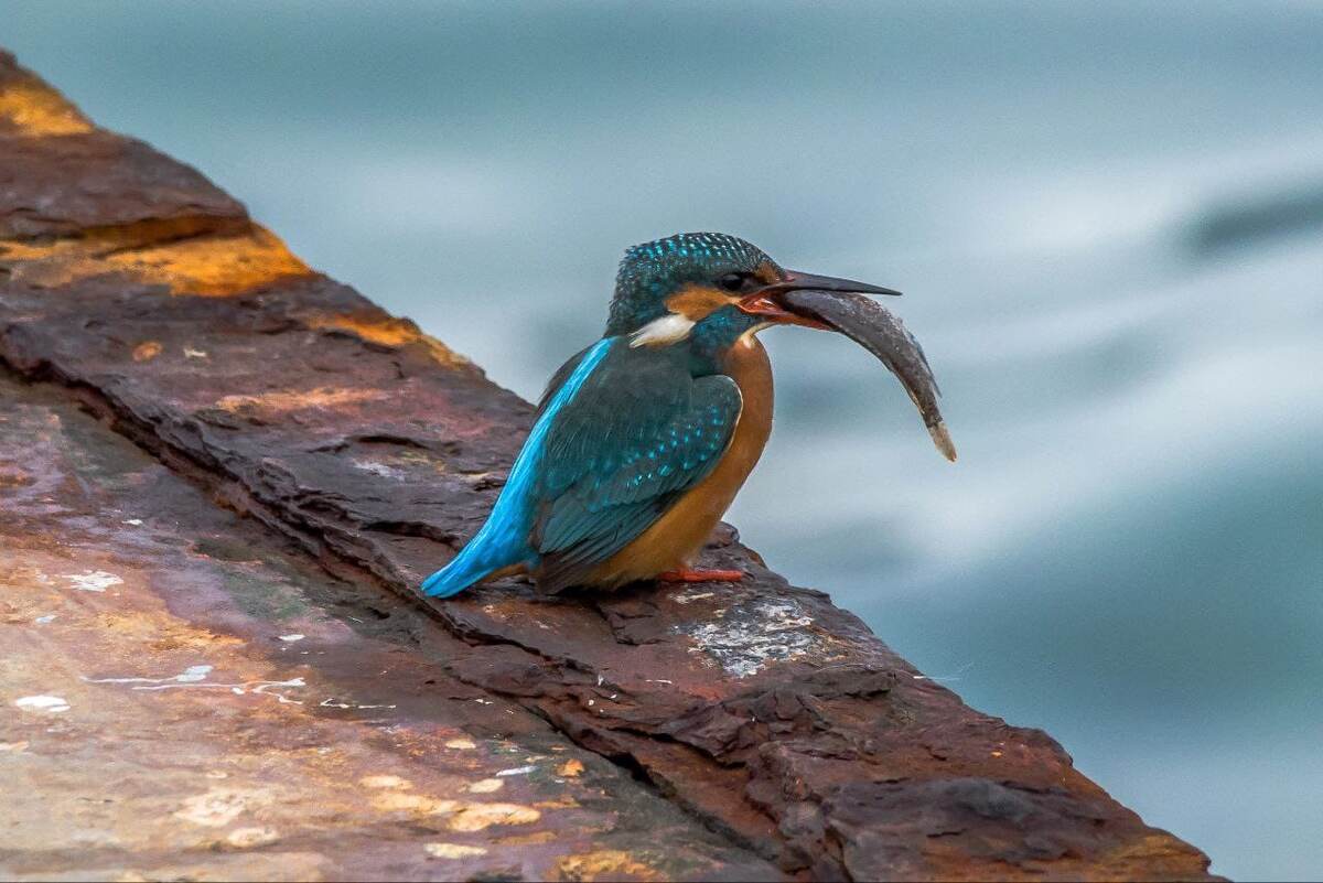 Как у этой птахи