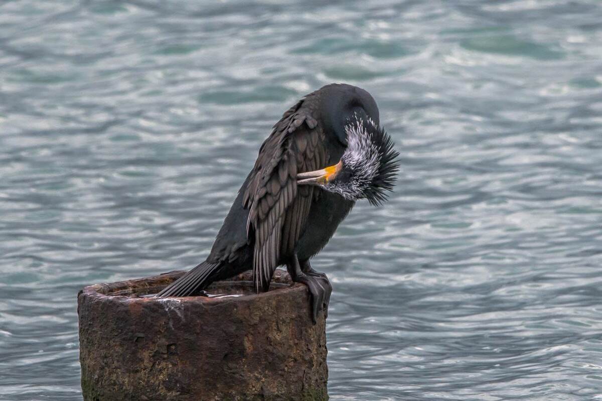 Птица из новых вибраций