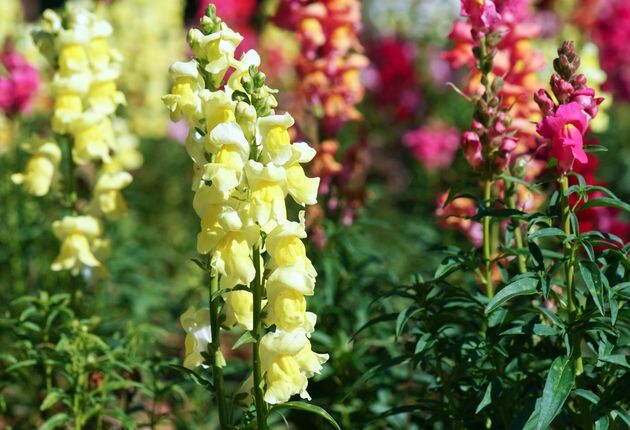 Антирринум