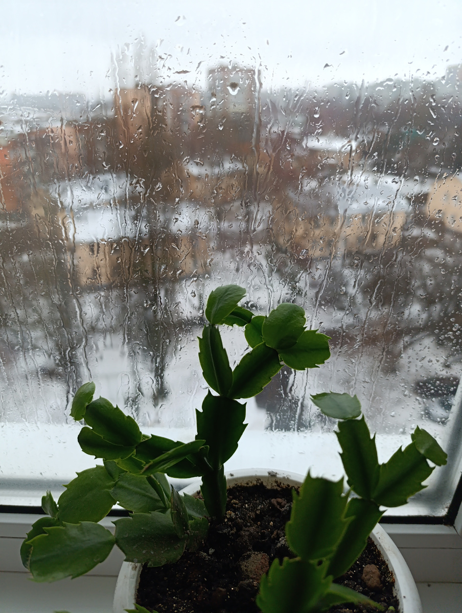 Моросит дождь, и капли стекают по стеклу.