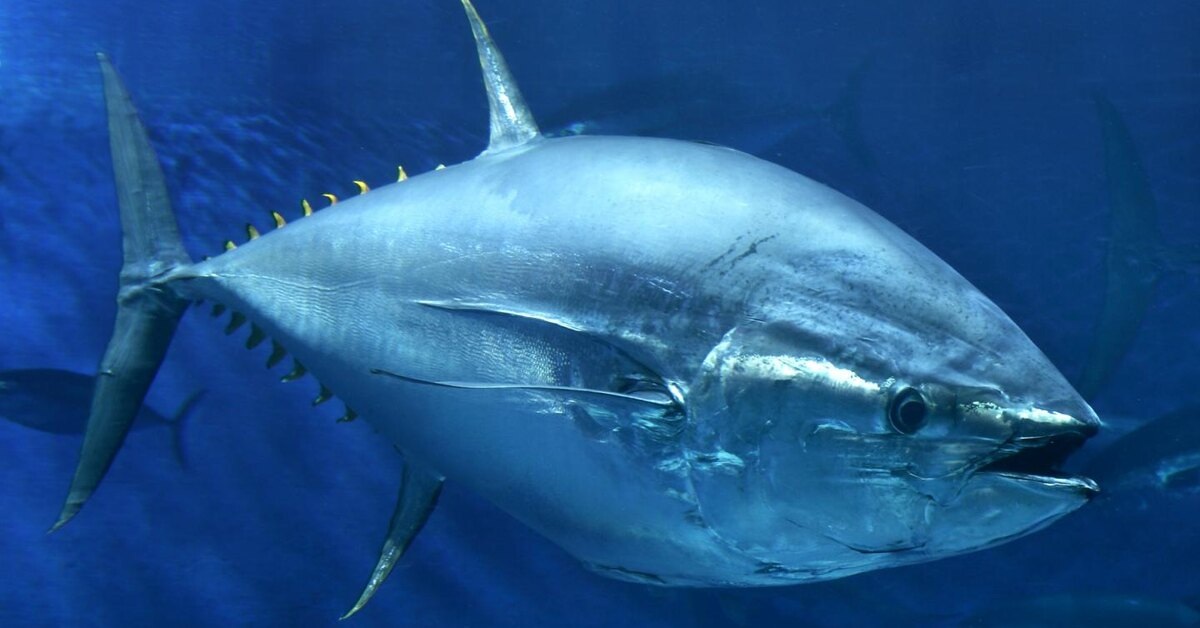 Голубой тунец