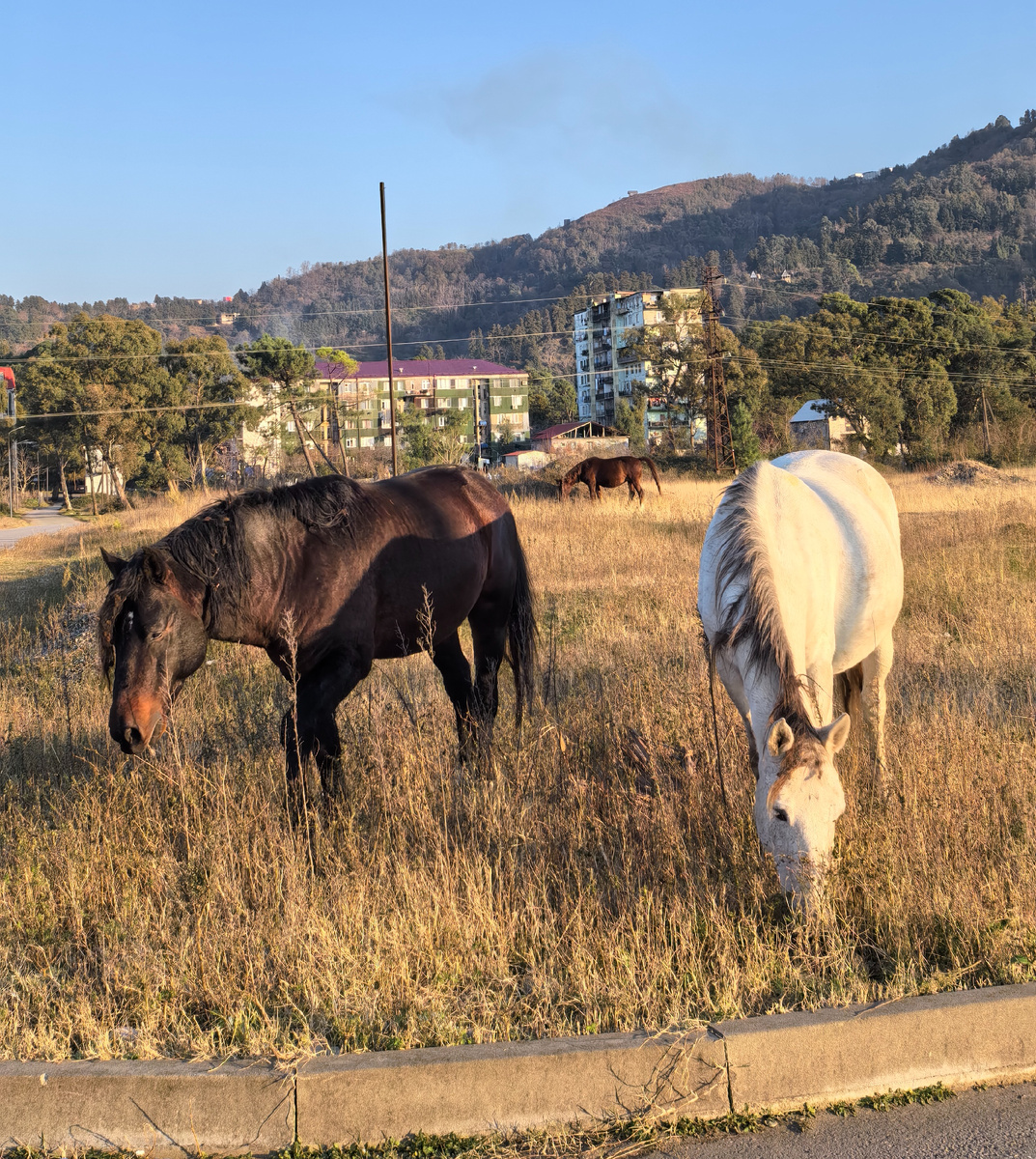 Поле перед набережной в Гонио