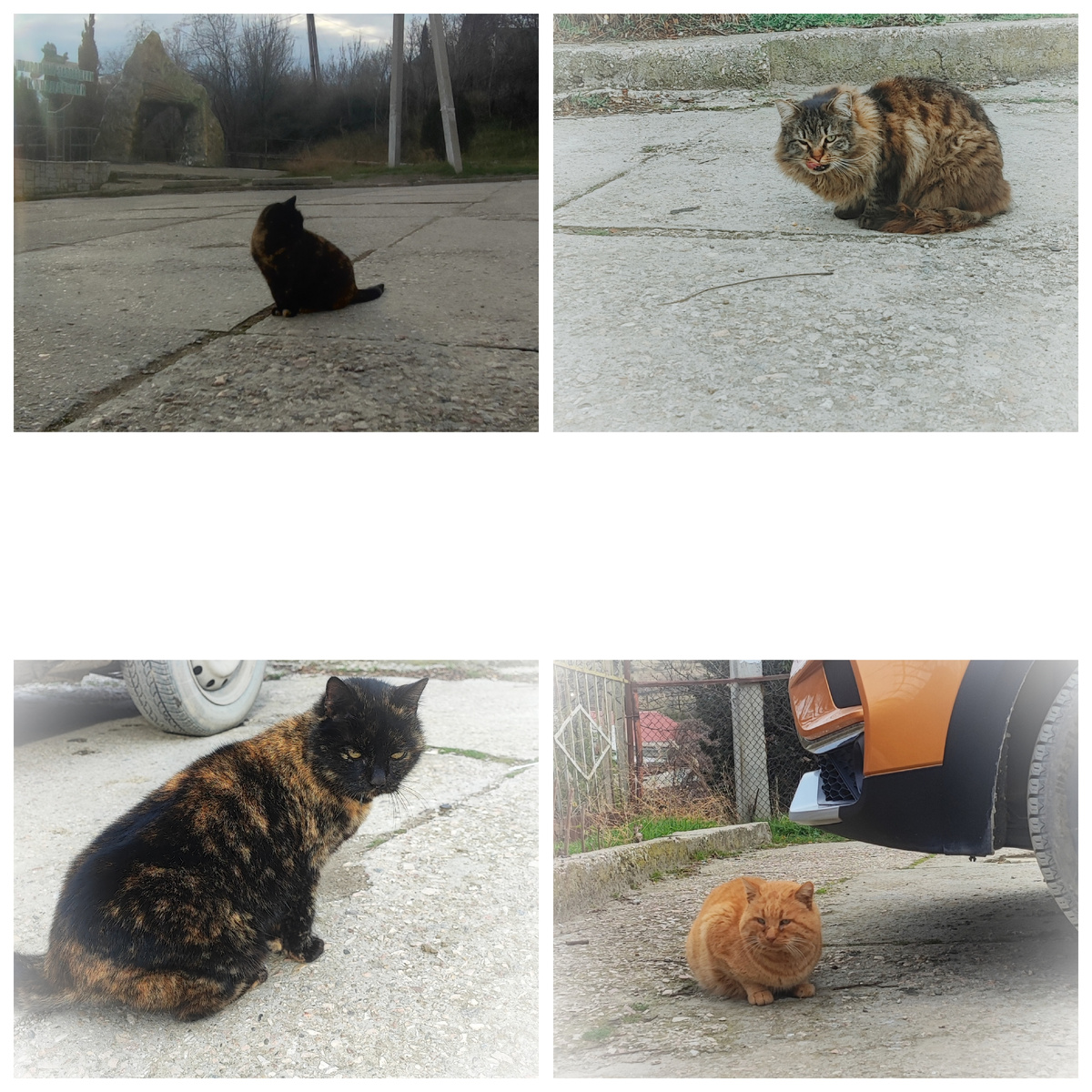 Коты на парковке