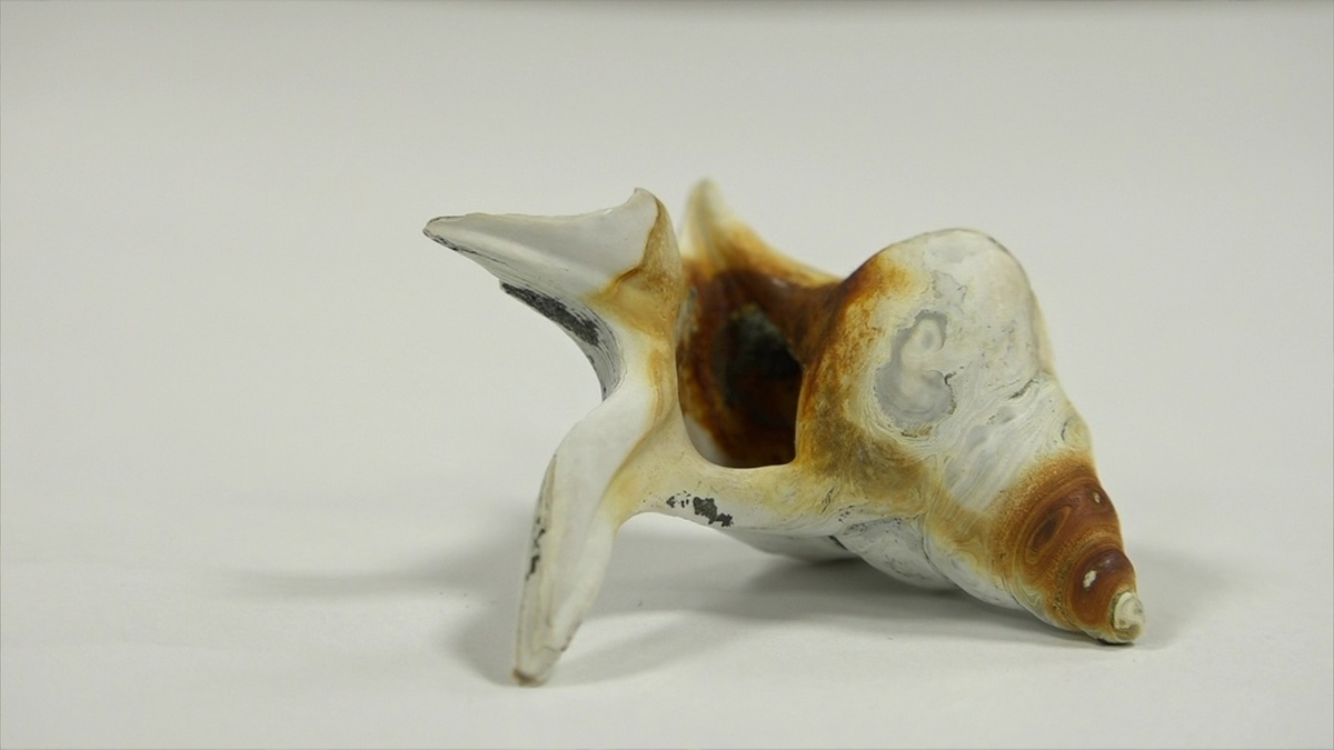 Этой раковине около 40 миллионов лет
