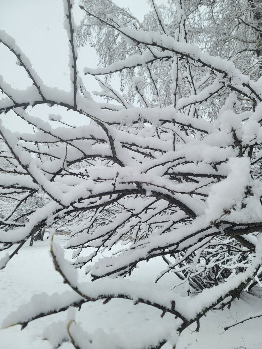 Прямо перед Новым годом Москву укутало пушистым снежным покрывалом.