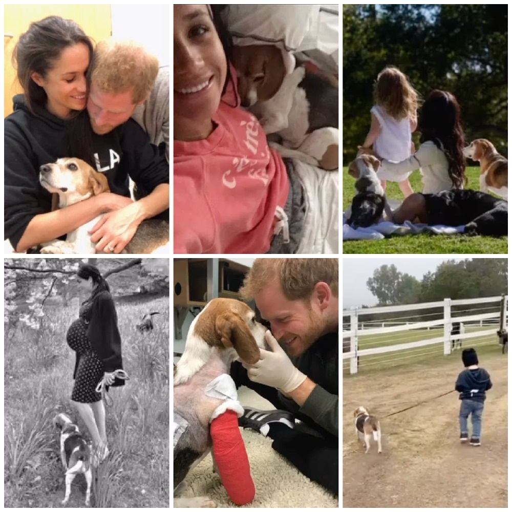 Меган Маркл и принц Гарри с детьми и Гаем