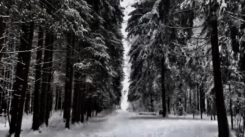 Любимый лес прекрасен даже зимой❄️