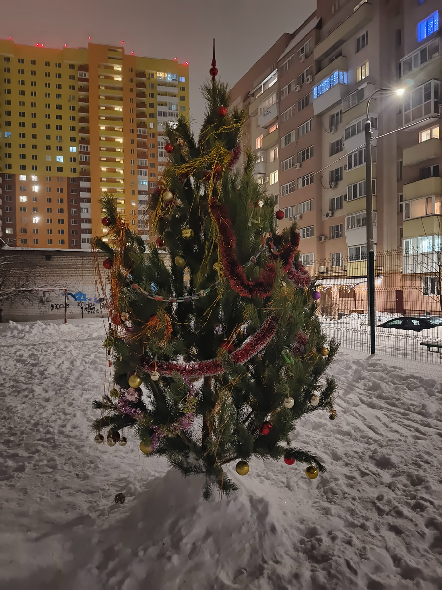 Фото автора. Первая ёлка за домом 
