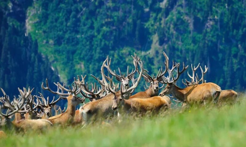    Фото пресс-службы Кавказского заповедника