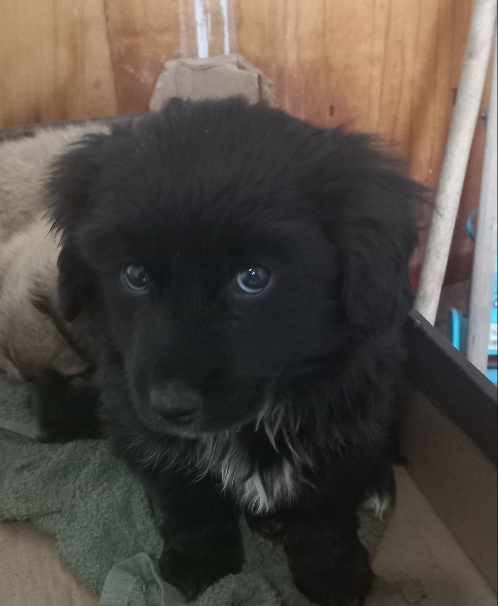 Новый член нашей семьи – Кузька. На фото ему около двух месяцев. Фото из личного архива