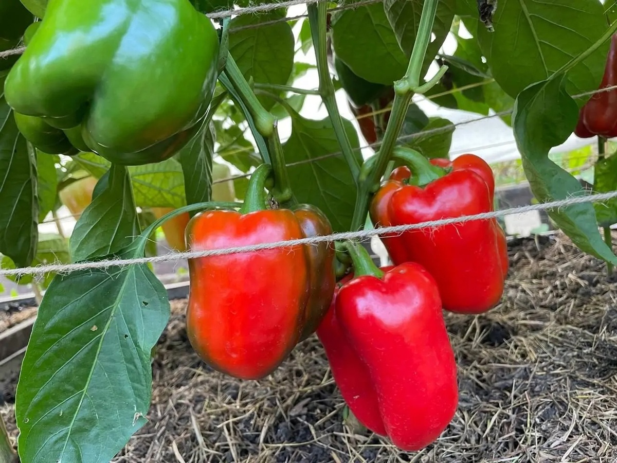 Сорт Везувий