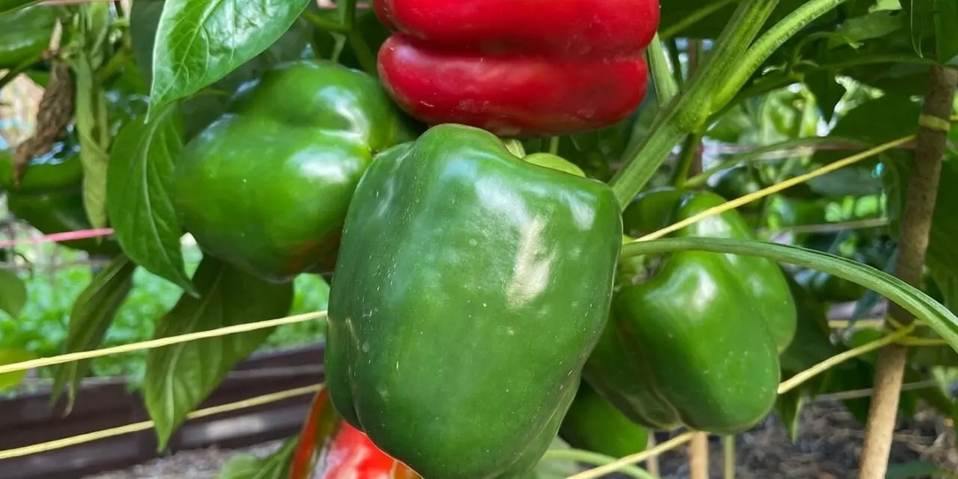 Топ 5 урожайных сортов перца для 2025г