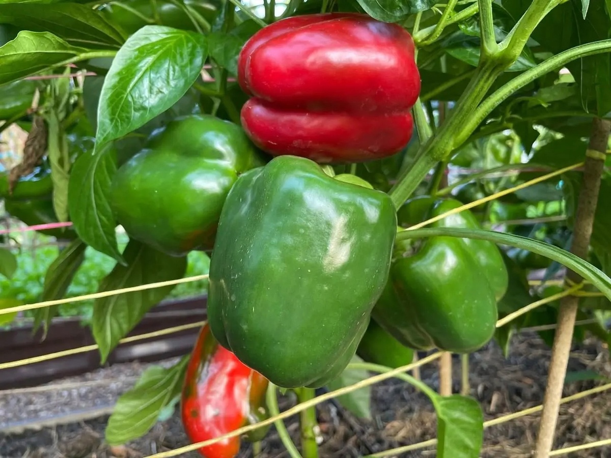 Сорт Кубышка