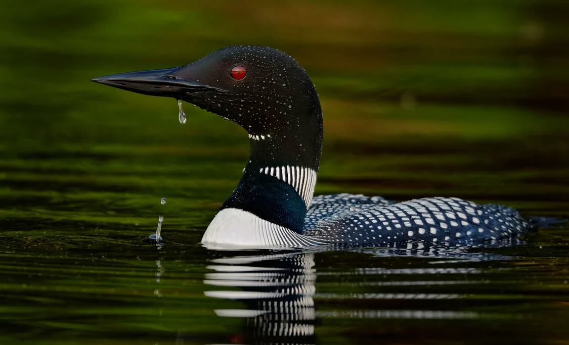 Европейская чернозобая гагара