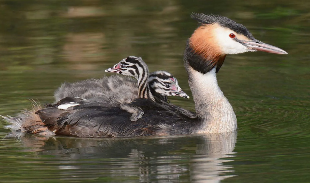 Чомга, хохлатая поганка