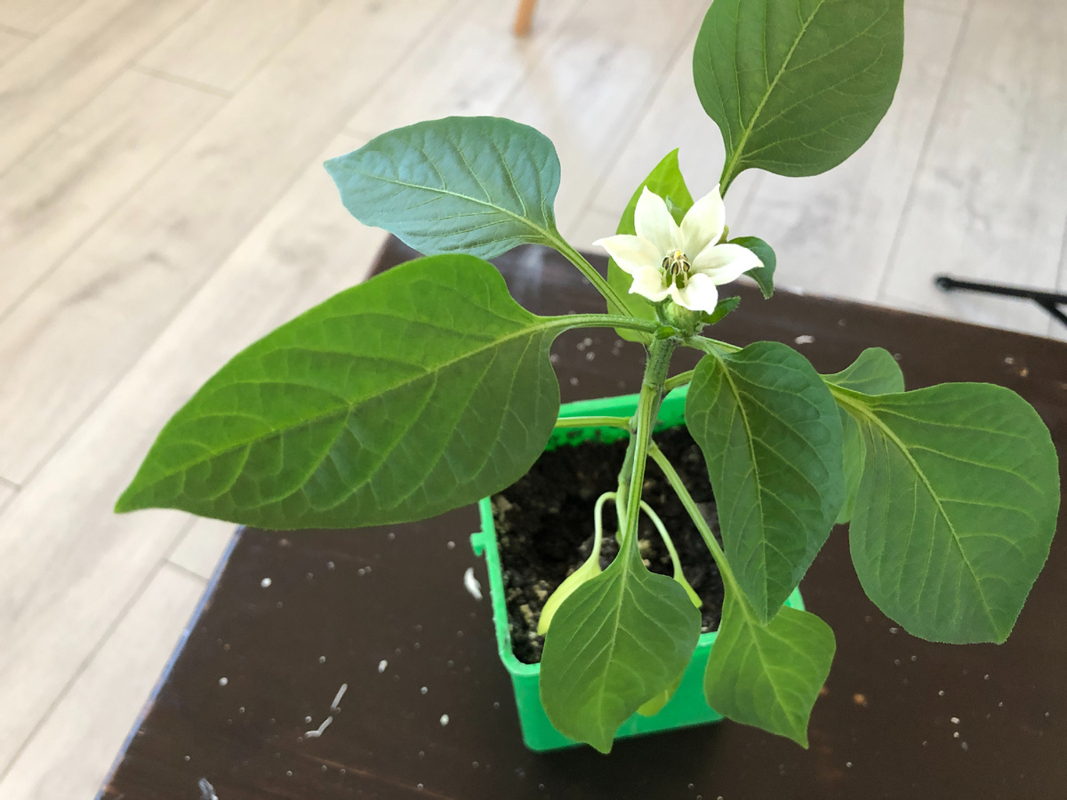 Коронный цветок на рассаде перца