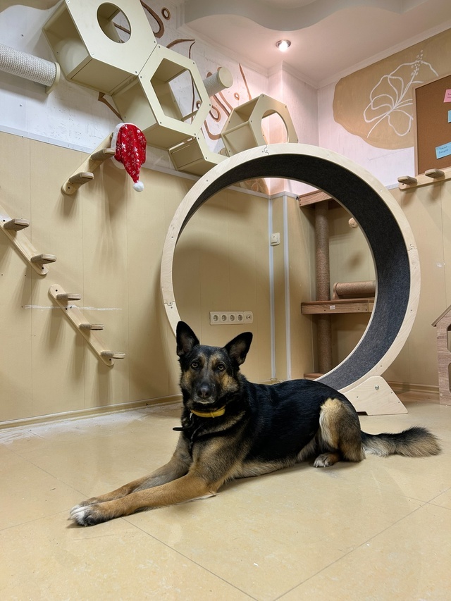 Выпускница Инициативки Варвара подтверждает: котодом готов к приему постояльцев