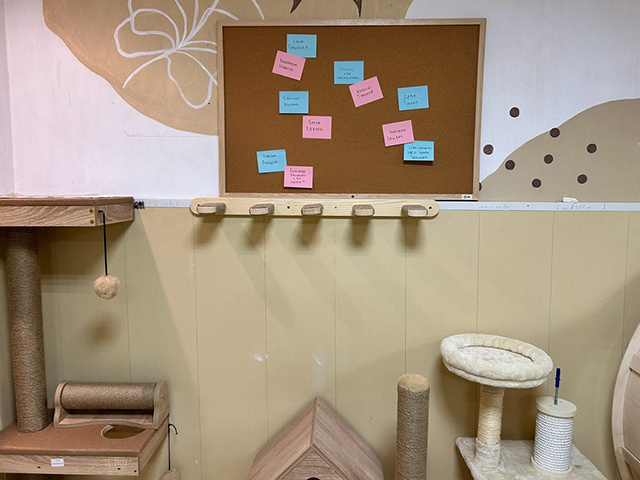 Первый котодом в Твери уже скоро откроется