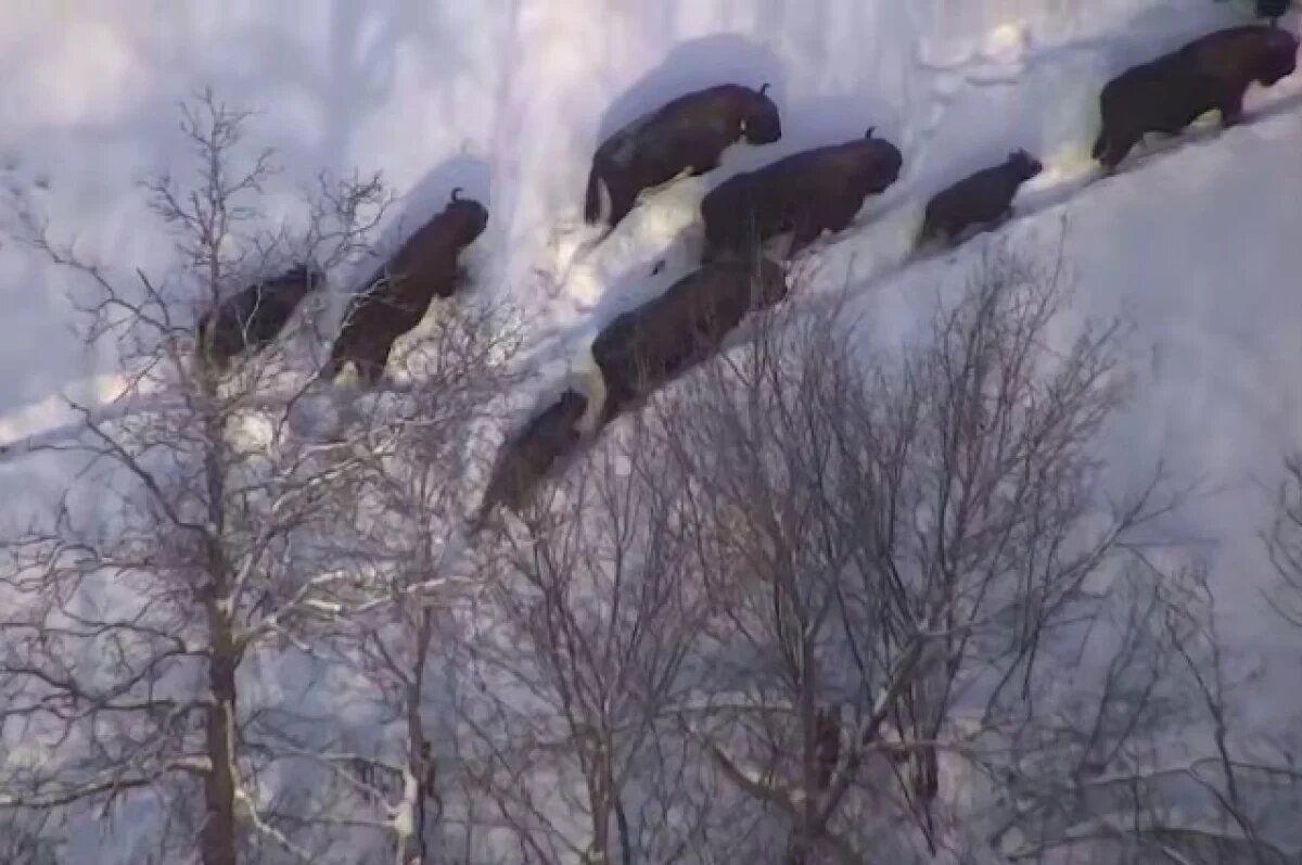    У белорусских зубров в Башкирии родилось уже 5 детенышей