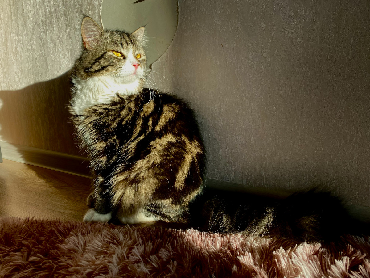 С таким выражением кошачьего лица можно легко отвести от себя подозрение за вон ту симпатичную проплешину на обоях :-)