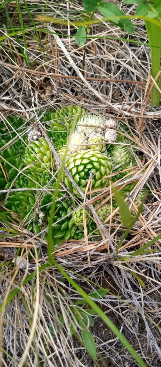 Какое-то интересное растение на берегу Байкала 