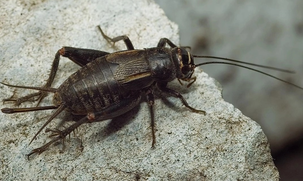 Сверчок Крымский черный