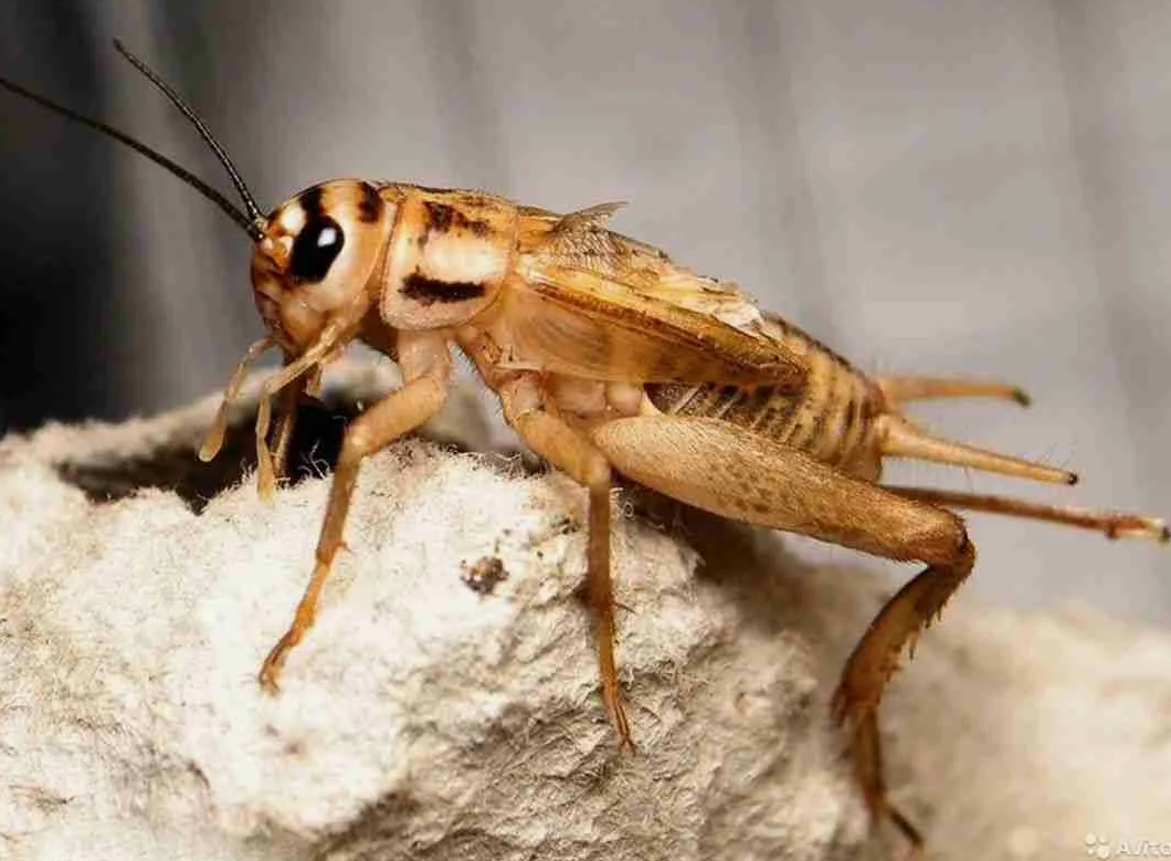 Acheta domesticus домовый сверчок