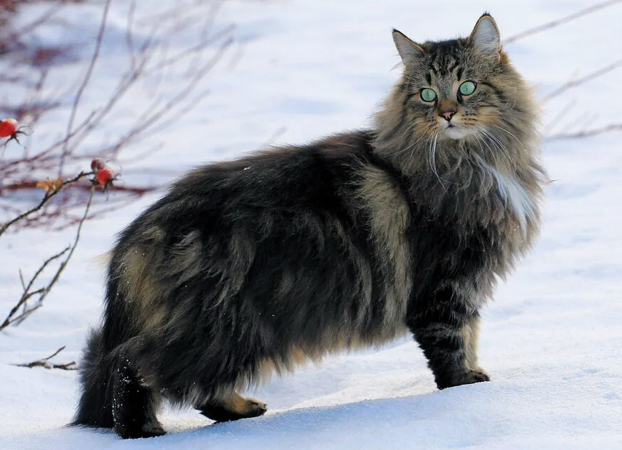 В скандинавской мифологии норвежская лесная кошка связана с богиней Фреей, которая, по легендам, передвигалась на колеснице, запряженной гигантскими лесными кошками. Эти животные ассоциировались с магией, свободой и независимостью, что перекликается с их характером и внешним видом.