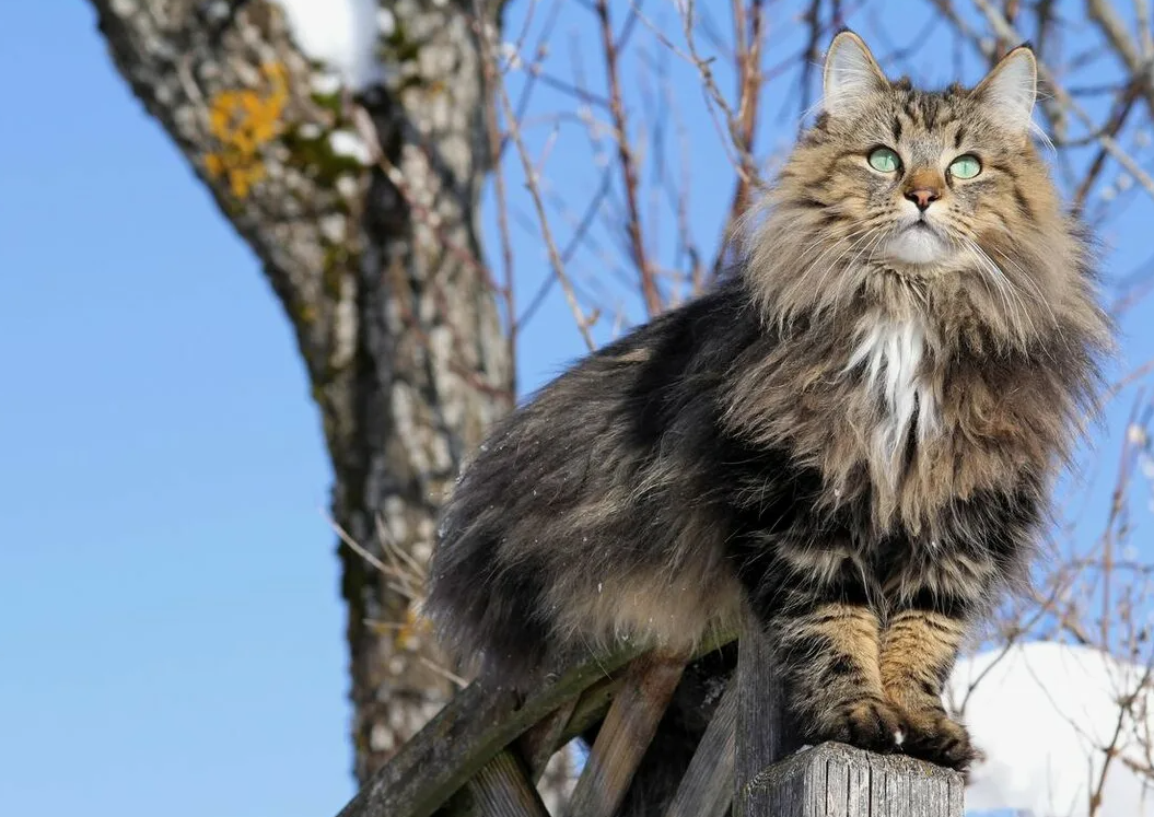 Шерсть норвежской лесной кошки обладает уникальной структурой, которая позволяет ей быть почти полностью водоотталкивающей. Верхний слой густого меха защищает от влаги, а плотный подшерсток сохраняет тепло даже в холодную и снежную погоду. Это качество помогало кошкам выживать в суровых климатических условиях Скандинавии.