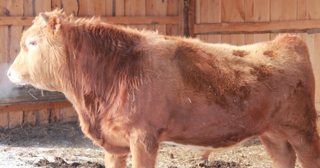 Ящур у домашних животных и человека. Как уберечься