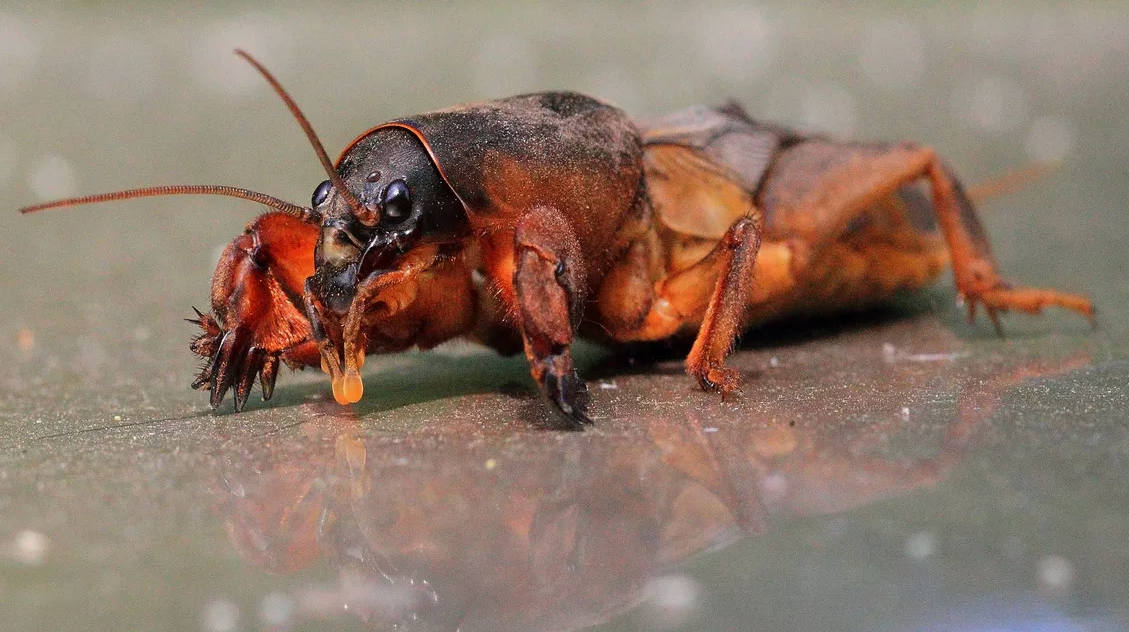 Хотя медведка известна своими мощными лапами-копателями, с которыми она роет сложные подземные ходы, это насекомое способно и к полетам! Ночью, особенно после захода солнца, медведки вылетают на поверхность и, несмотря на свою массивность, громко жужжа, прилетают к источникам света. Этот необычный навык делает их уникальными среди роющих насекомых.