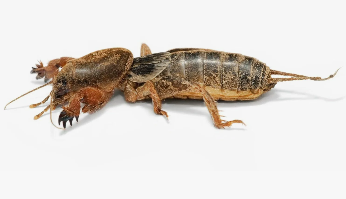 Самки медведок проявляют редкий для насекомых уровень заботы о потомстве. Они не только вылизывают яйца и личинок, очищая их от грязи и грибков, но и обрабатывают стены своих гнезд. Эта забота предотвращает заражение и создает идеальные условия для развития молодых медведок. Однако, после второй линьки их материнская забота заканчивается, и потомство становится самостоятельным.