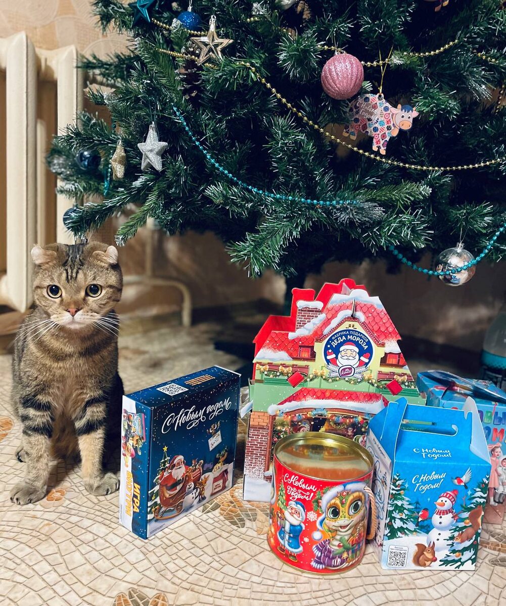 Подарки и кот