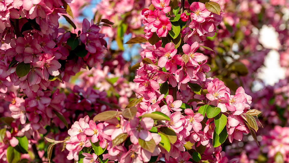 Яблоня Недзвецкого. Фото: shutterstock.com
