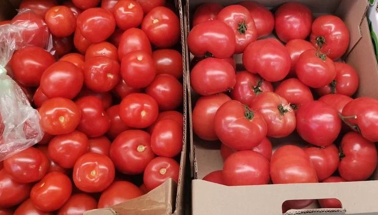    Фермеры Ивановской области проявляют все больше интереса к тепличному овощеводству