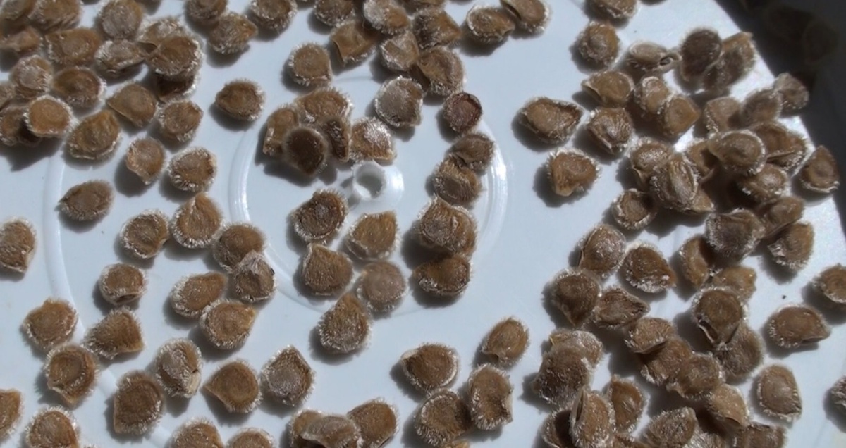 Предпосевная обработка семян — это важный этап в подготовке к посадке