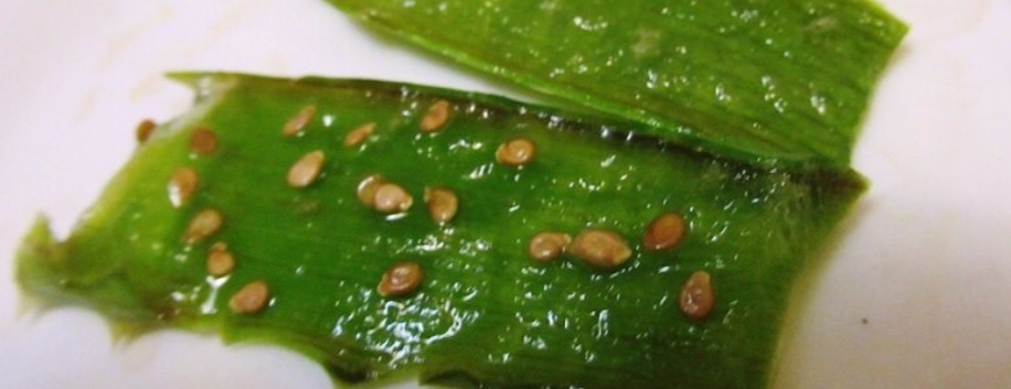 Я использую неразбавленный сок алоэ для обработки просроченных семян. 