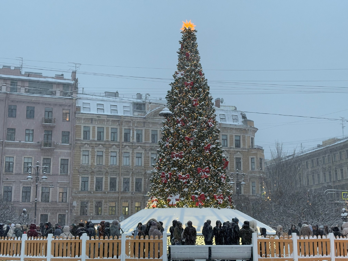 Елка новогодняя живая. Новогодний питер. Новогодние елки 2024 2025 спб. Новогодние украшения. Новогодние елки 2024 2025 спб.
