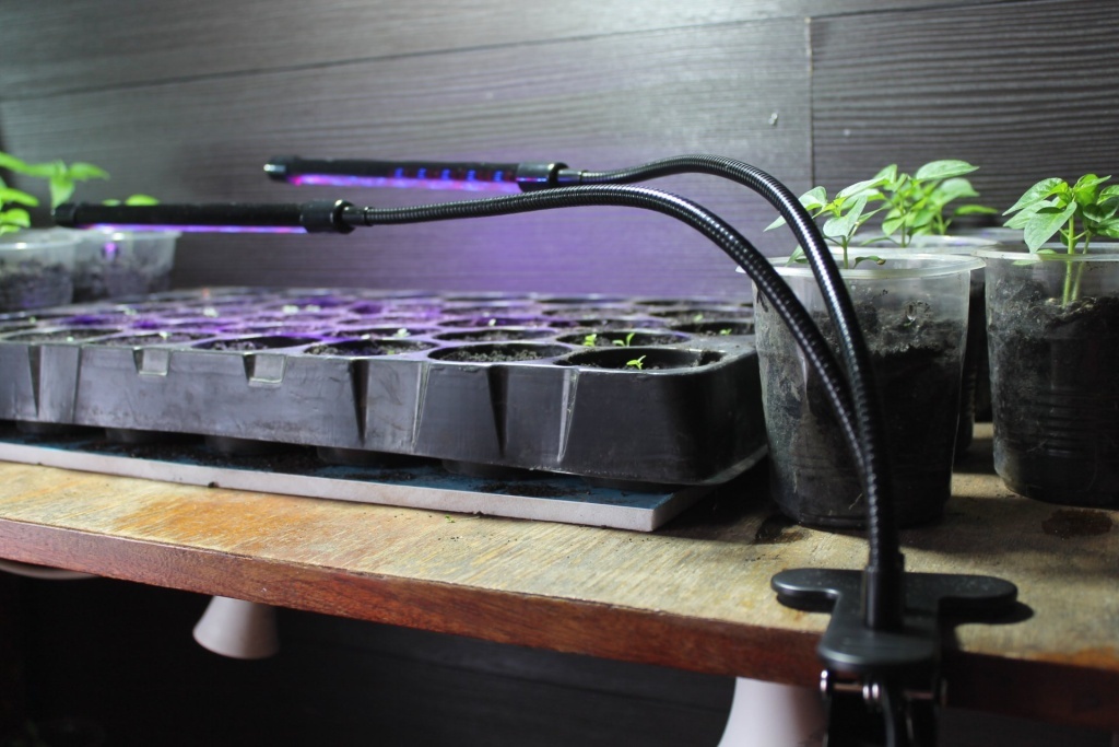  Рассада петунии под фитолампой