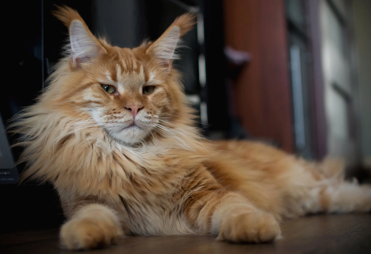 Мейн-куны — это настоящие гиганты среди домашних кошек. Они не только крупнее большинства пород, но и занимают места в Книге рекордов Гиннесса. Например, один из мейн-кунов по кличке Баривель был отмечен как самый длинный кот в мире — его длина от кончика носа до кончика хвоста составила 120 сантиметров! Удивительно, но их размеры вовсе не мешают быть грациозными и активными.