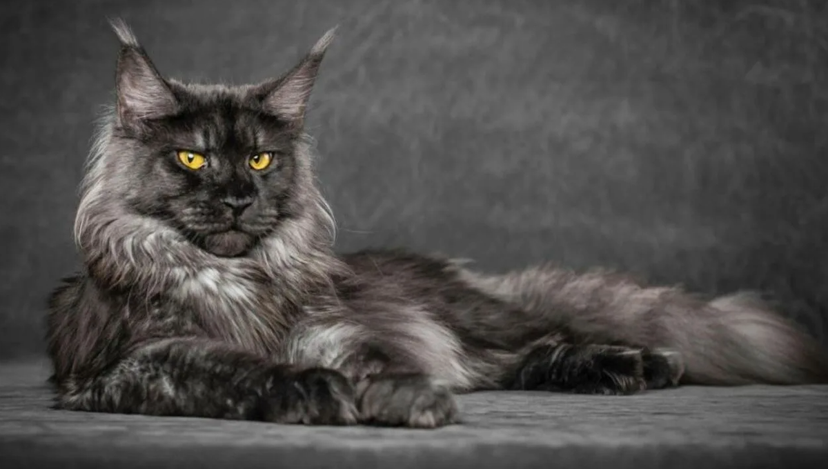 Мейн-куны обожают воду. Их тяга к водным развлечениям настолько сильна, что они могут с удовольствием играть с проточной водой из крана, сидеть под дождём или даже купаться. Эта черта, вероятно, связана с их историческим происхождением — в суровых условиях Северной Америки водоотталкивающий мех и любовь к воде помогали им выживать.