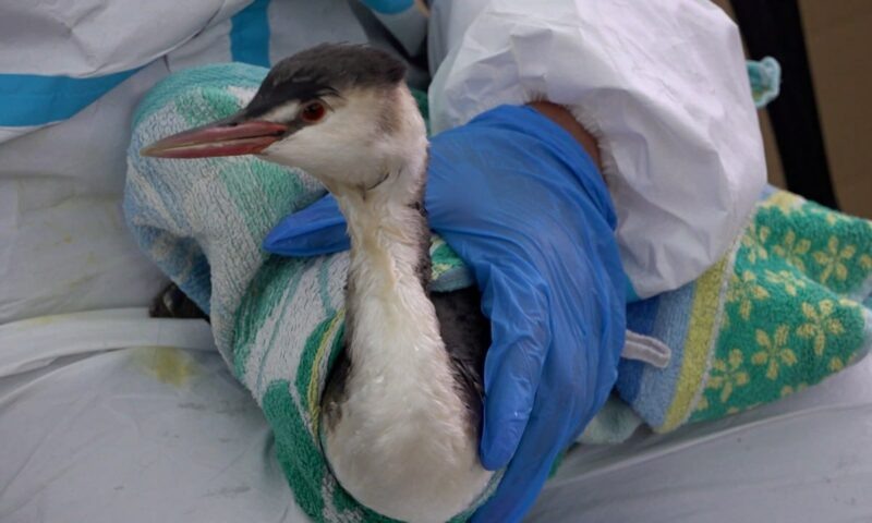    Видео канала «Кубань 24»