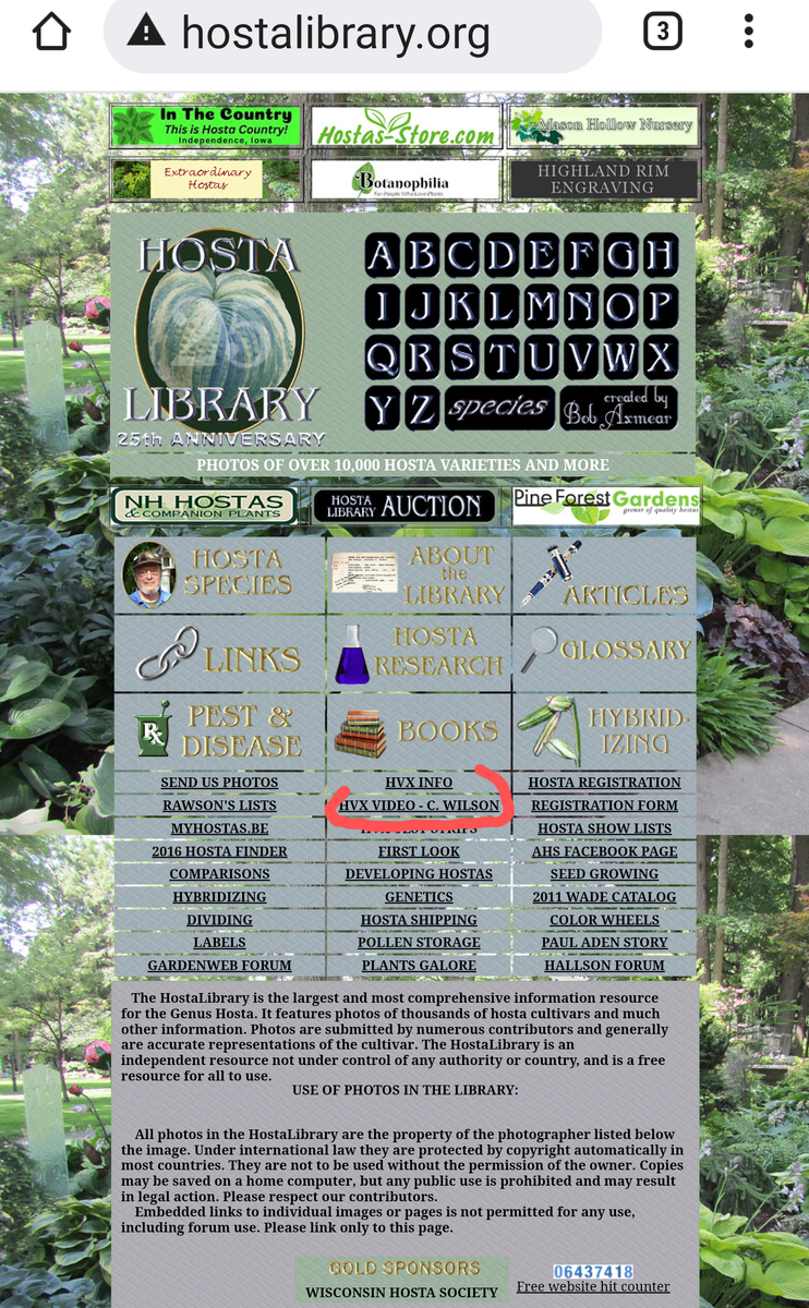 Вот здесь можно посмотреть видео самостоятельно. HVX VIDEO - C.WILSON