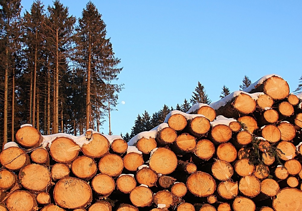 Ель